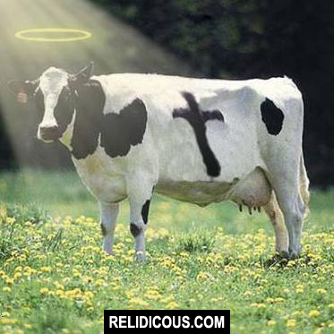 holy_cow
