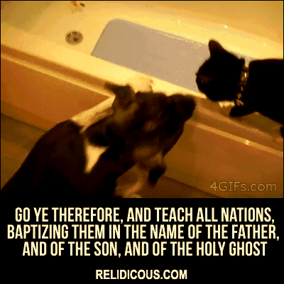 cat_baptism