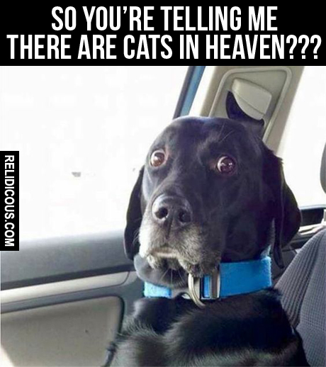 there_are_cats_in_heaven