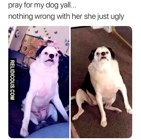pray_for_my_dog